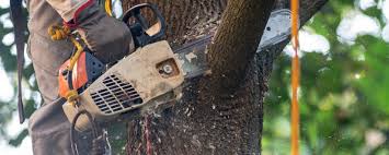 How Our Tree Care Process Works  in  Omega, GA